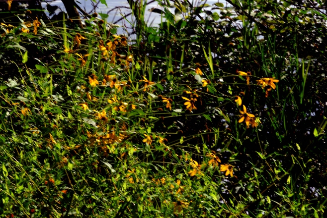 Black-Eyed Susans often line the banks of Wisconsin's Rivers.